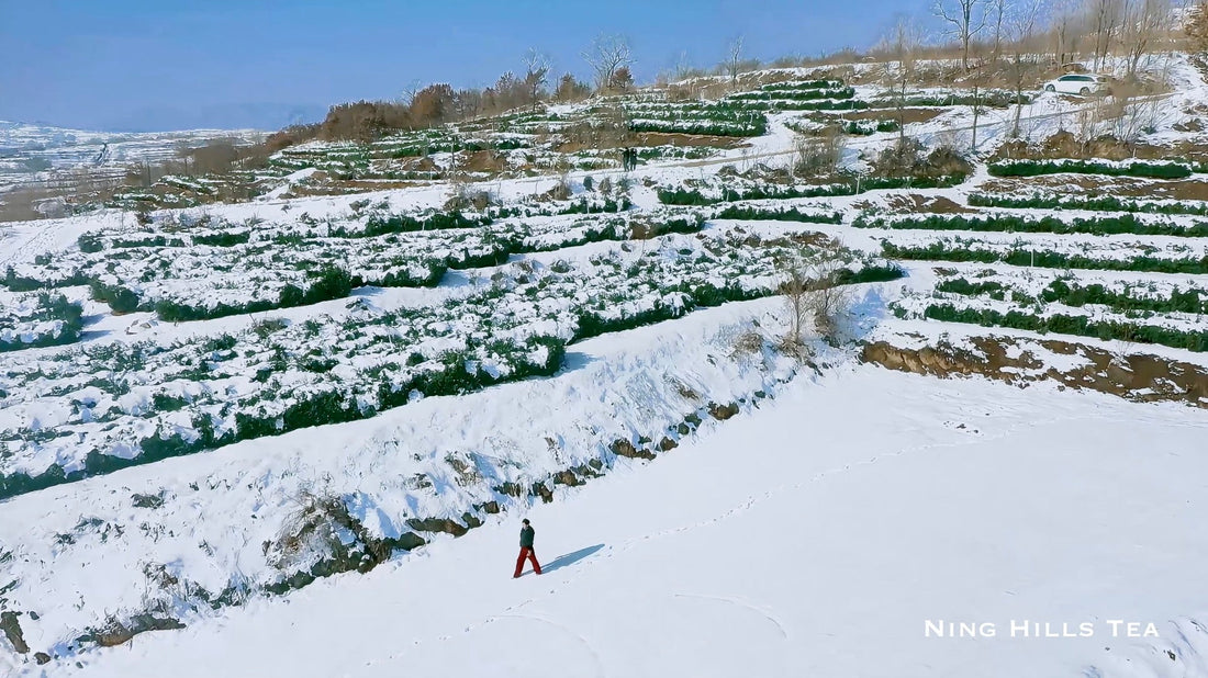 Why Cold Brew Tea? Health Benefits & How It’s Different