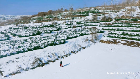 Why Cold Brew Tea? Health Benefits & How It’s Different