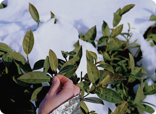 How to Cold Brew Tea: A Simple Step-by-Step Guide